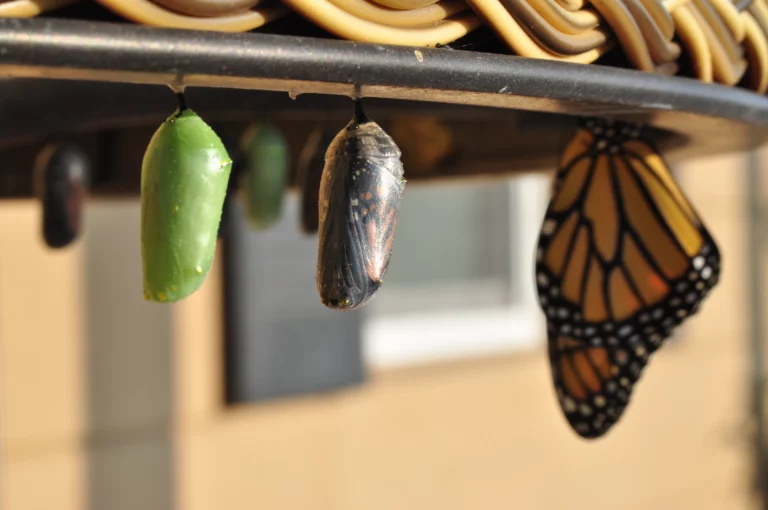 butterfly emerging from a cocoon 3 steps